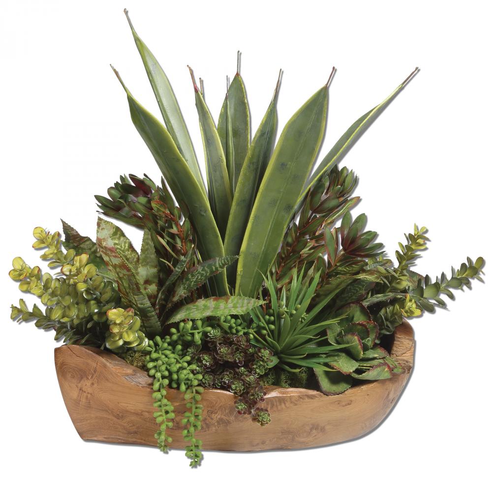 Salar Succulents In Teak Bowl